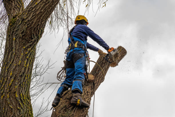 Tree Service Company in Warren, PA